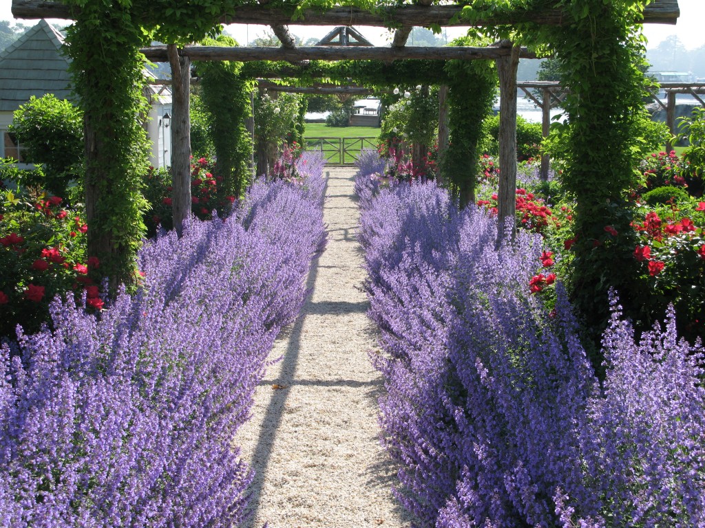 hortikultura.mk_lavanda_5