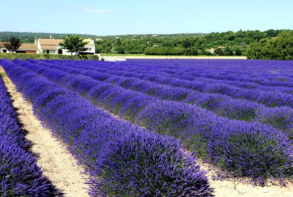hortikultura.mk_lavanda_6