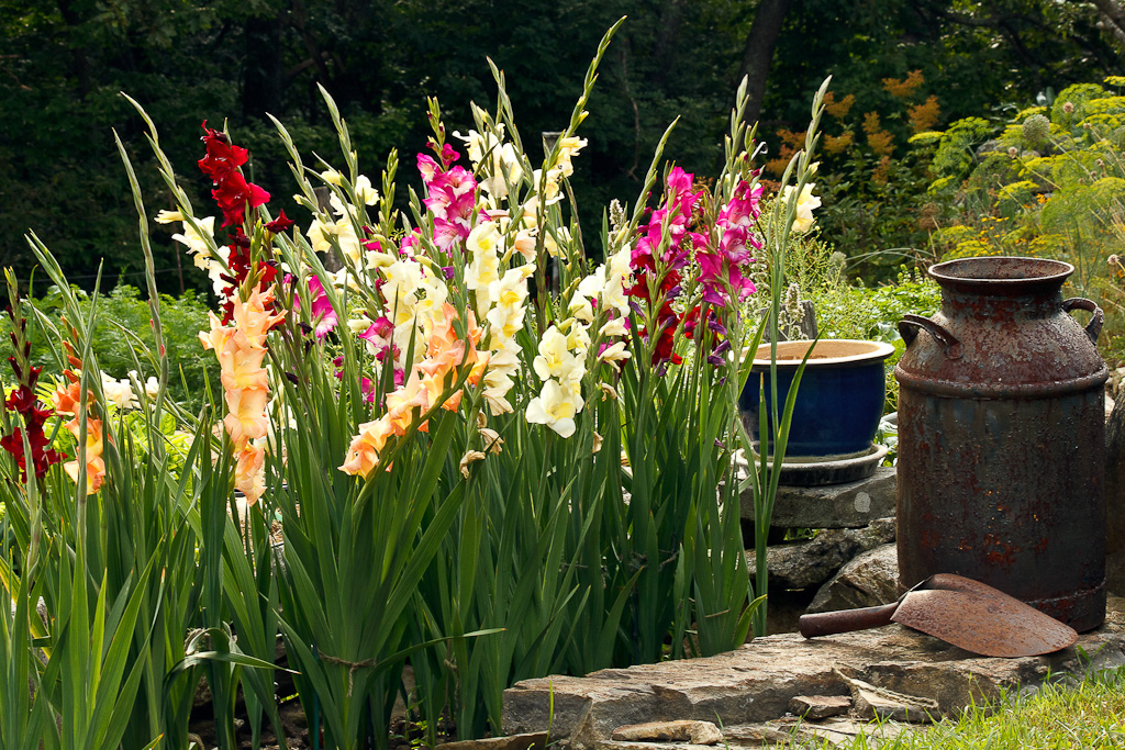 hortikultura.mk_gladiola_4