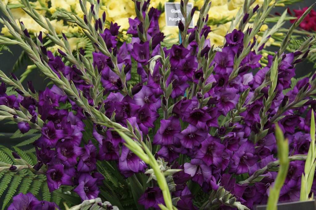 hortikultura.mk_gladiola_5