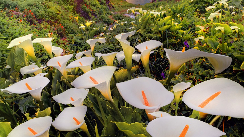 hortikultura.mk_kala_3