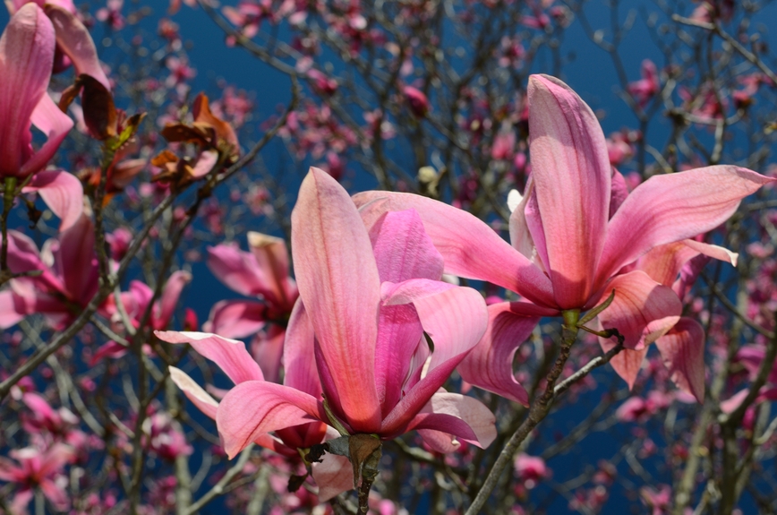 Purple Magnolia