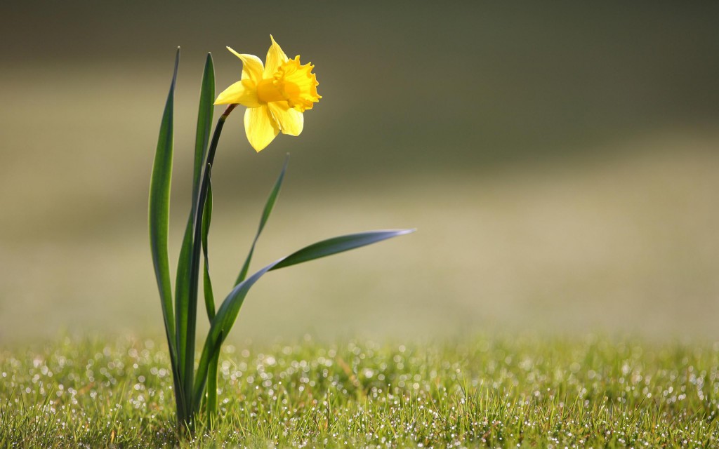 hortikultura.mk_narcis_4