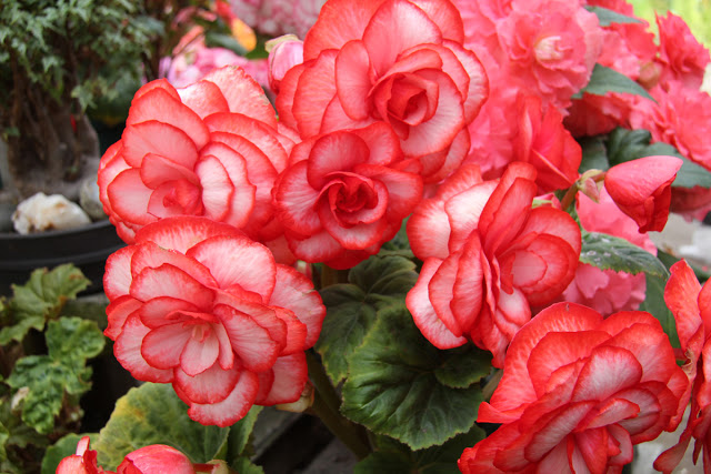 hortikultura.mk_begonija_kralica_na_enterierot_2