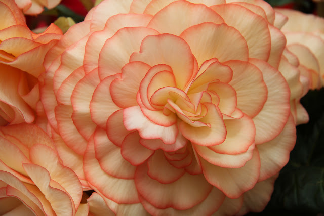 hortikultura.mk_begonija_kralica_na_enterierot_6