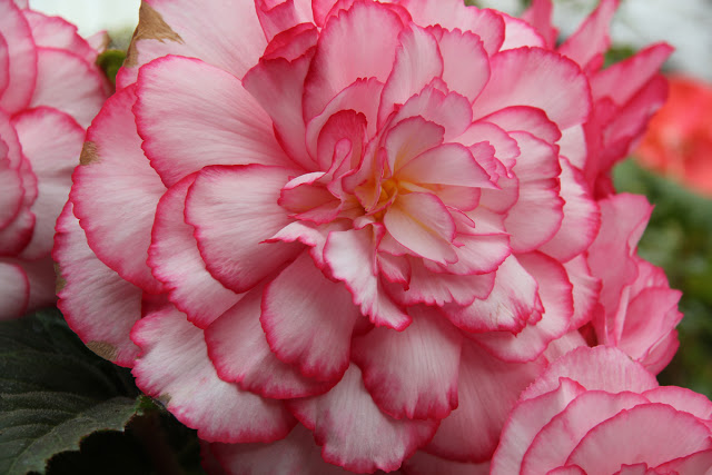hortikultura.mk_begonija_kralica_na_enterierot_8