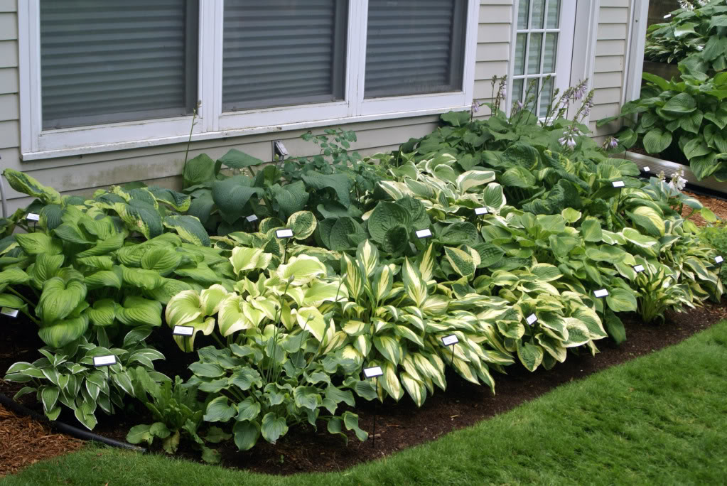 hortikultura.mk_hosta_2