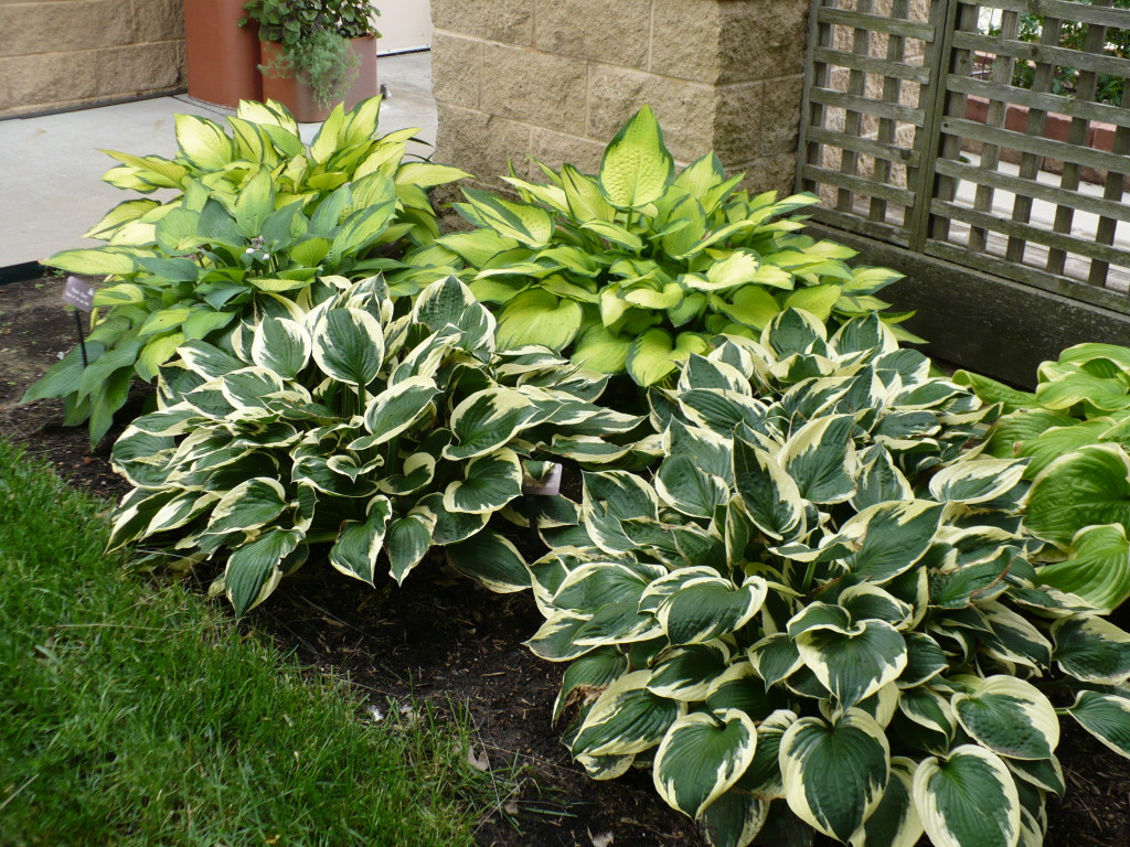 hortikultura.mk_hosta_6