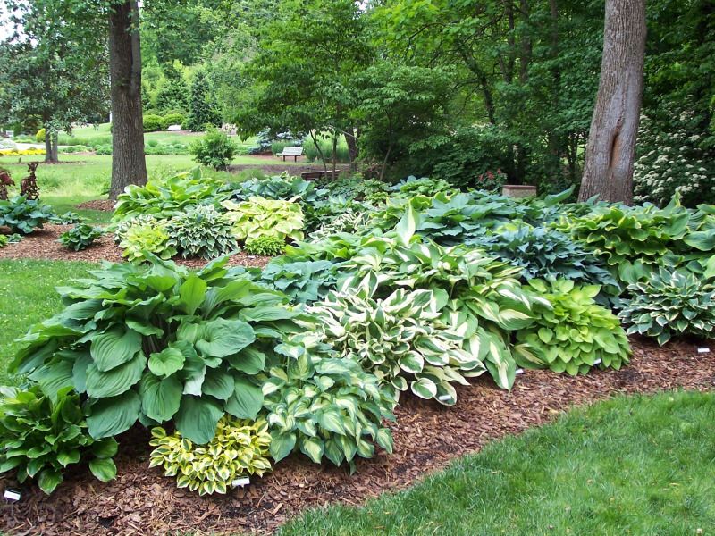 hortikultura.mk_hosta_7