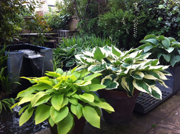 hortikultura.mk_hosta_8