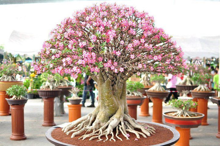 hortikultura.mk_pustinska_roza_3