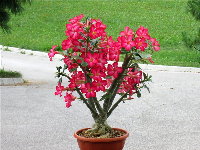 hortikultura.mk_pustinska_roza_4