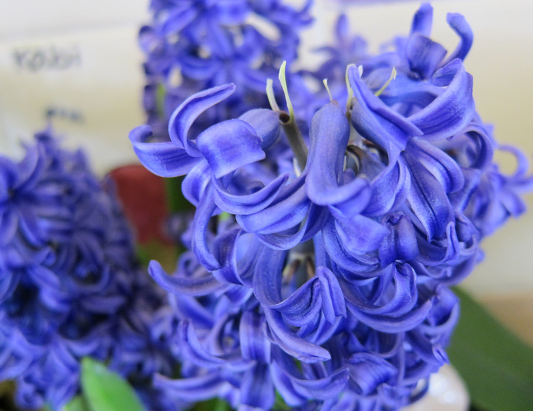 hortikultura.mk_zumbul_hyacinthus_3
