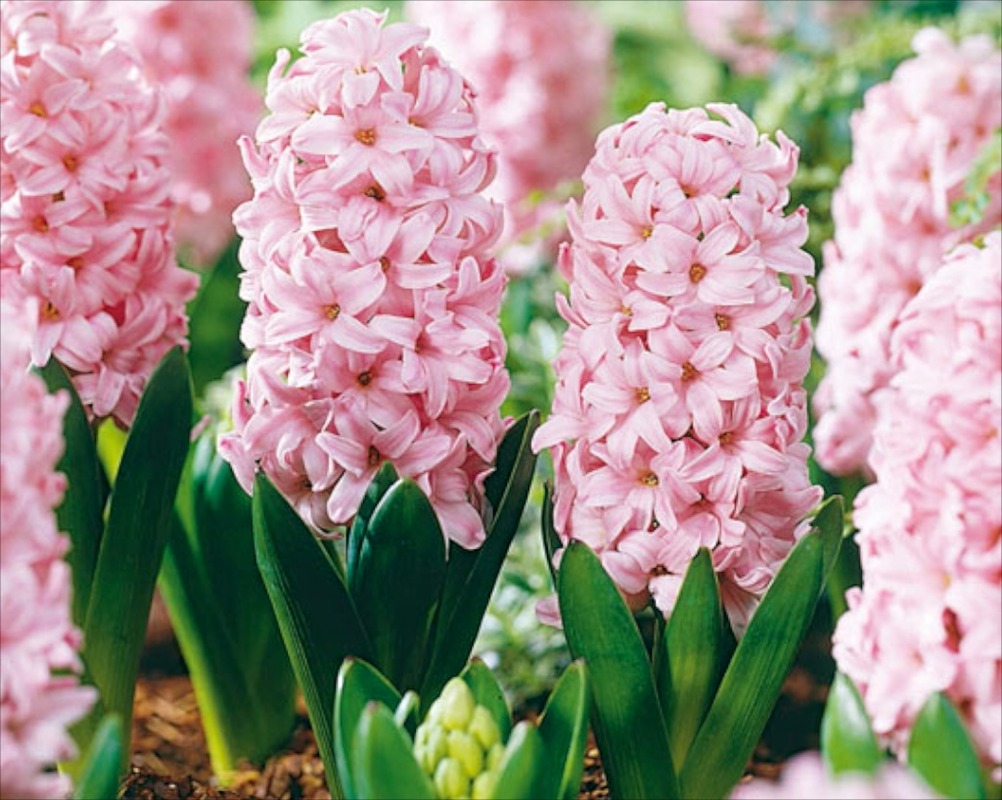 Hyacinthus orientalis 'Fondant'
