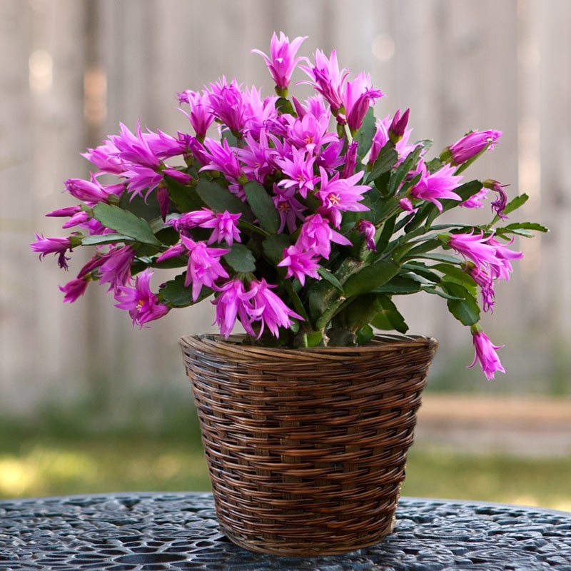 hortikultura.mk_boziken_kaktus_schlumbergera_truncata_2