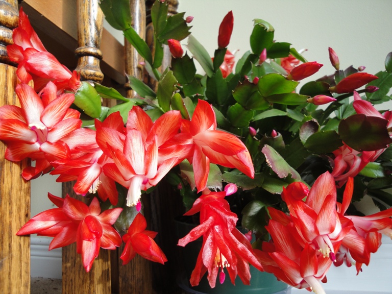 hortikultura.mk_boziken_kaktus_schlumbergera_truncata_3