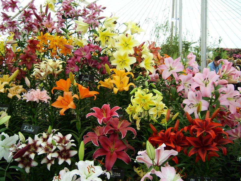 hortikultura.mk_krin_lilium_3