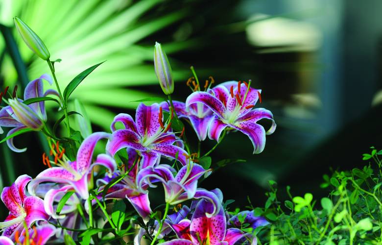 hortikultura.mk_krin_lilium_6