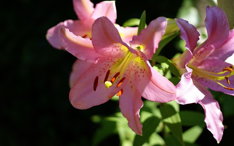 SONY DSC