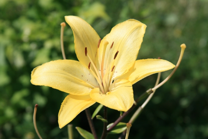 hortikultura.mk_krin_lilium_8