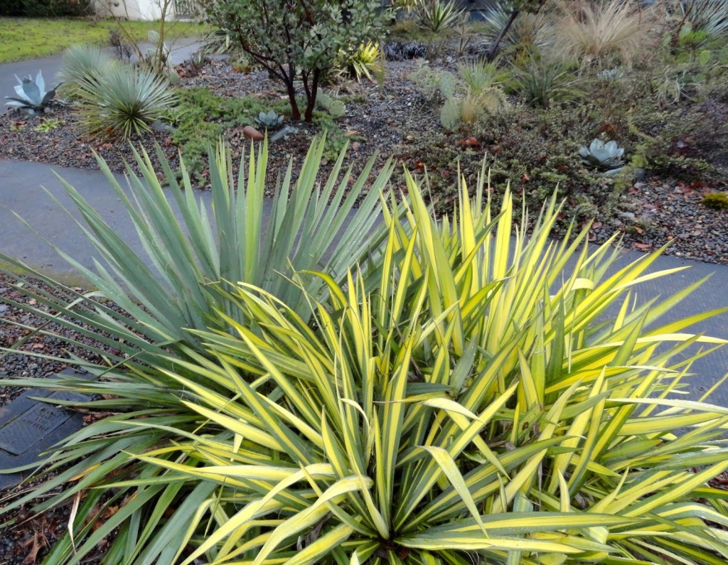 hortikultura.mk_yucca_filamentosa_4