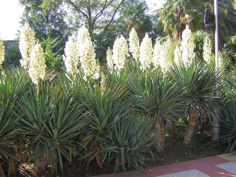 hortikultura.mk_yucca_filamentosa_5