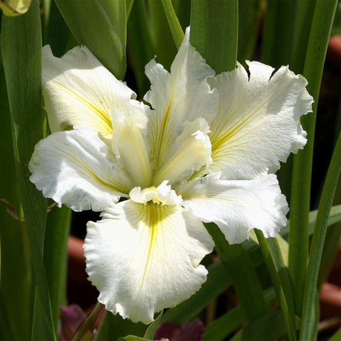 hortikultura.mk_iris_perunika_3
