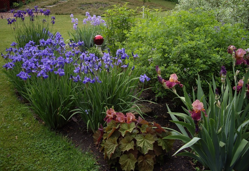 hortikultura.mk_iris_perunika_4