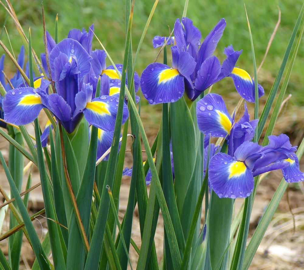 hortikultura.mk_iris_perunika_5
