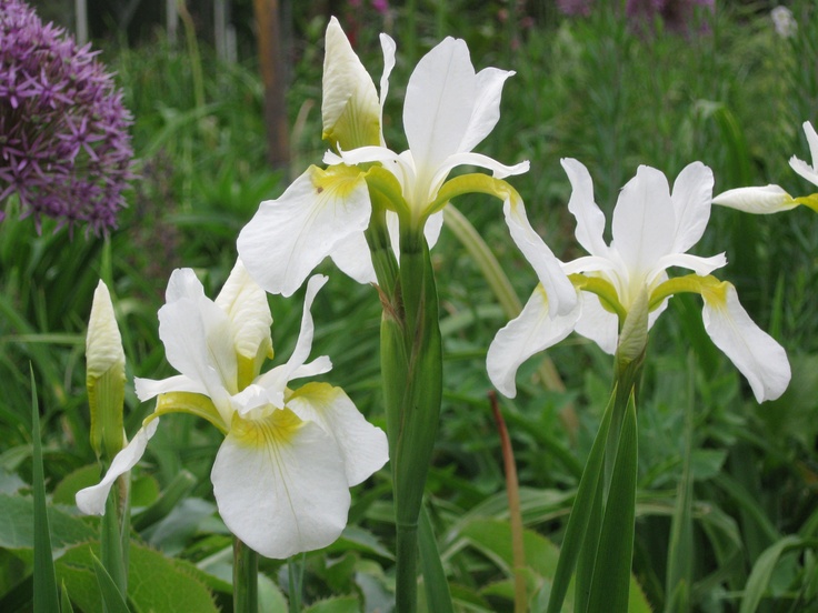 hortikultura.mk_iris_perunika_6