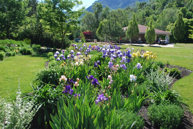 hortikultura.mk_iris_perunika_9