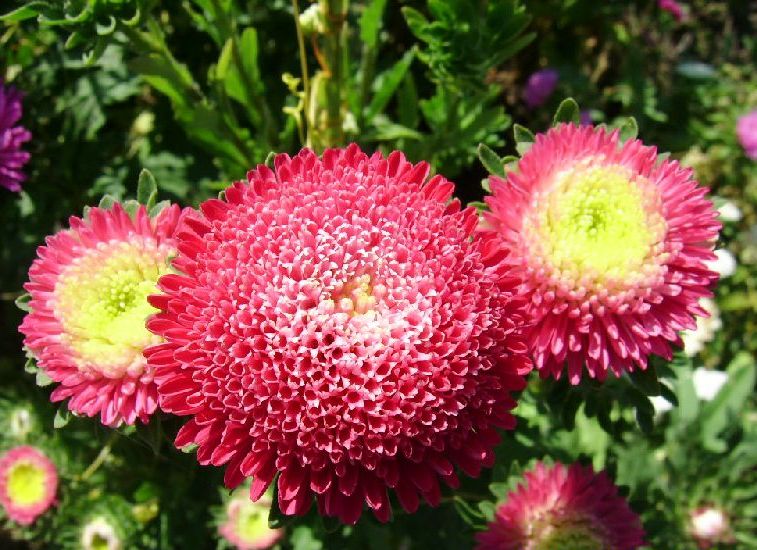 hortikultura.mk_ubava_kata_callistephus_6