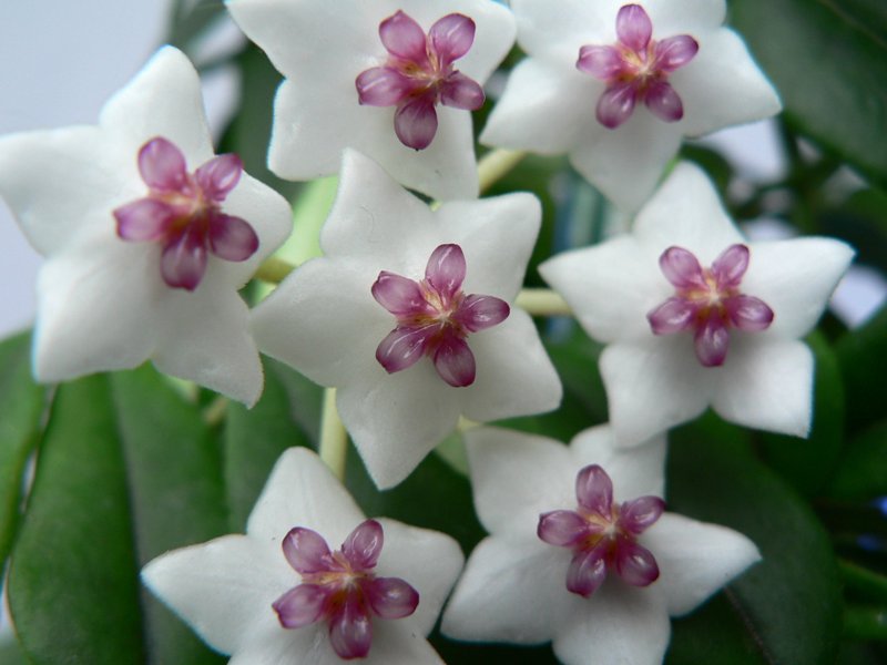 hortikultura.mk_1_hoja_hoya_carnosa_7