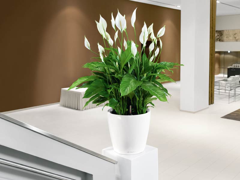 hortikultura.mk_spathiphyllum_2
