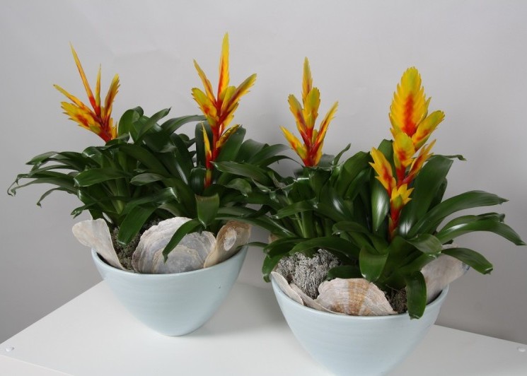 hortikultura.mk_vriesea_3