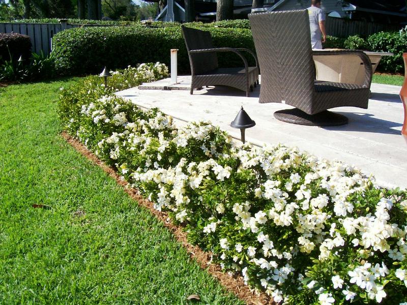 hortikultura.mk_gardenia_2