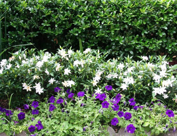 hortikultura.mk_gardenia_3