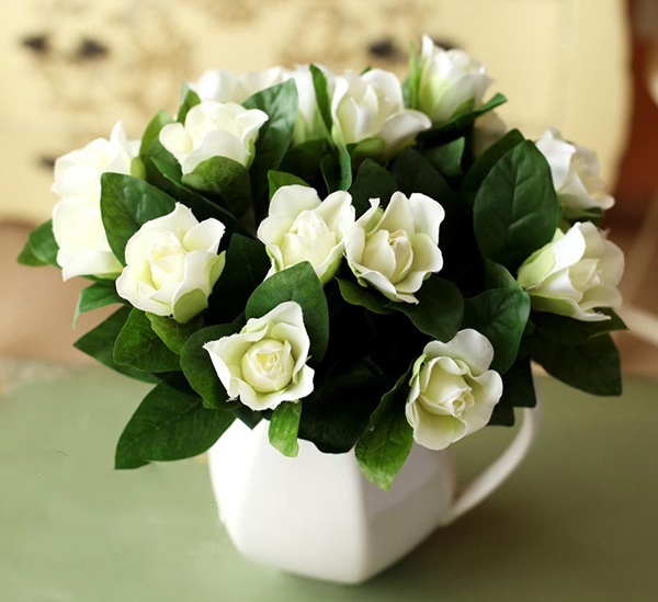 hortikultura.mk_gardenia_5