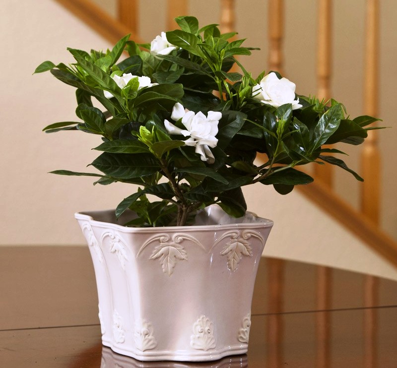 hortikultura.mk_gardenia_7