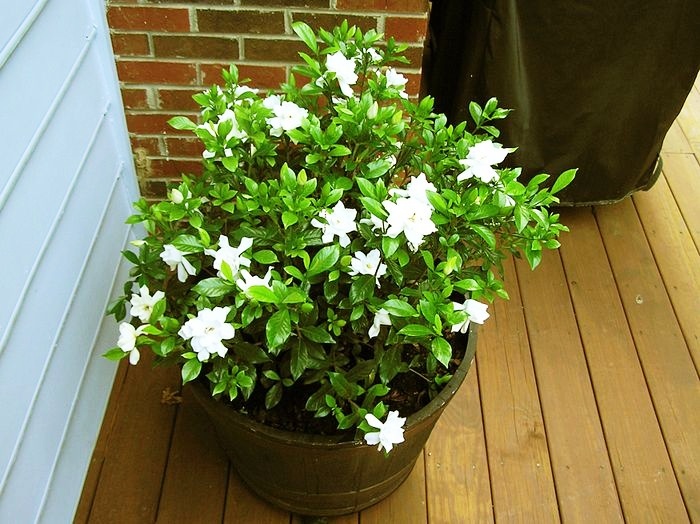 hortikultura.mk_gardenia_9