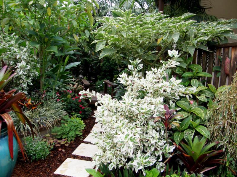 hortikultura.mk_tropski_gradini_8