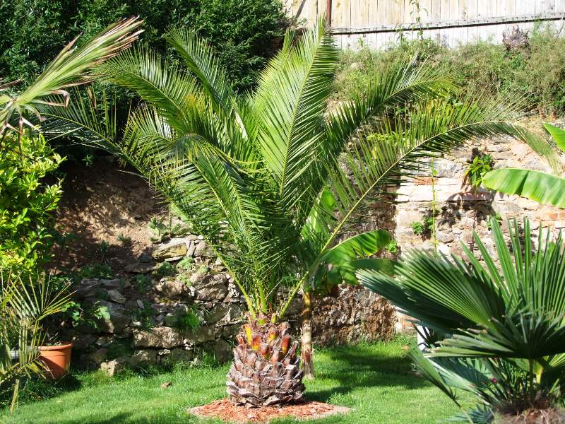 hortikultura.mk_phoenix_5