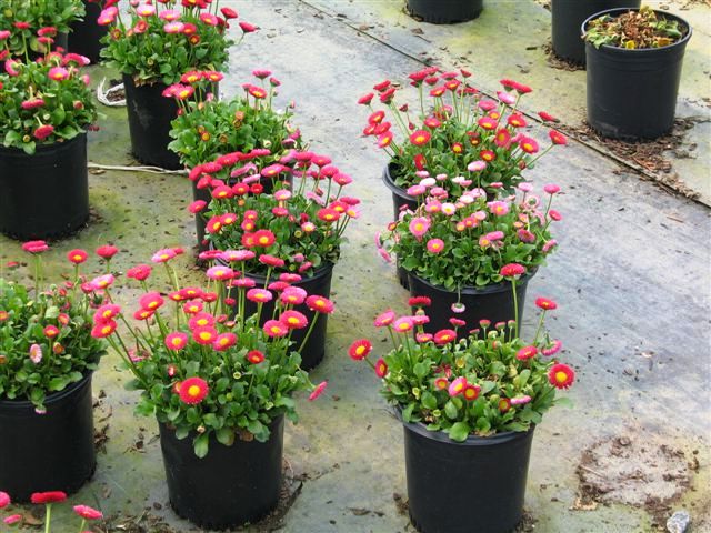 hortikultura.mk_bellis_perennis_margaritka_4