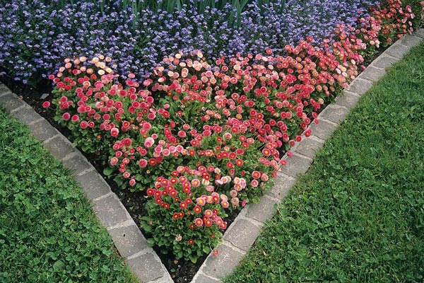 hortikultura.mk_bellis_perennis_margaritka_5