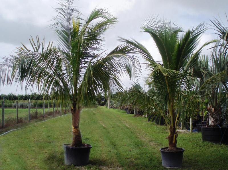 hortikultura.mk_kokosova_palma_4