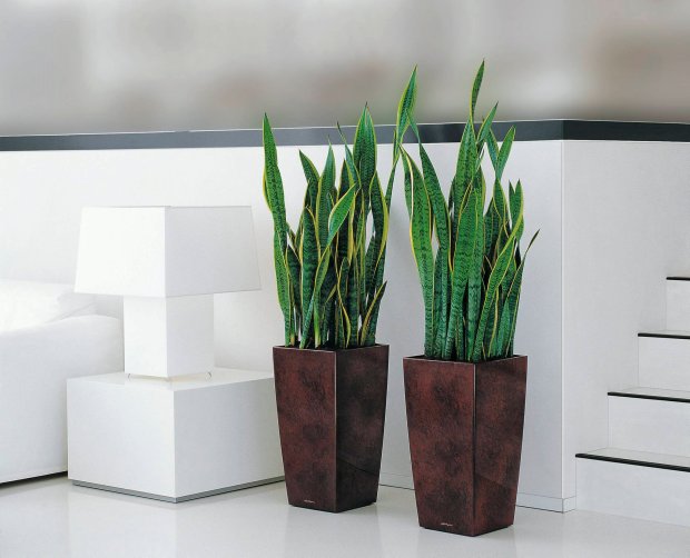 hortikultura.mk_sansevieria_4