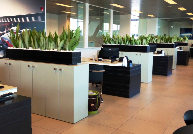 hortikultura.mk_sansevieria_6