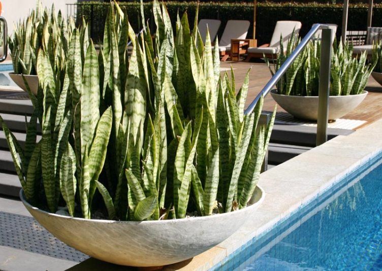 hortikultura.mk_sansevieria_8