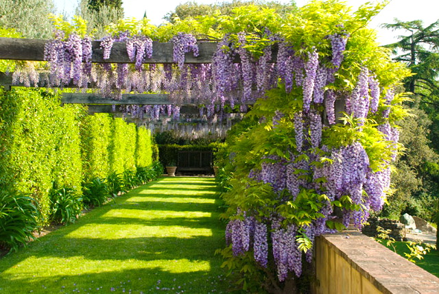 hortikultura.mk_stin_vila_toskana_10