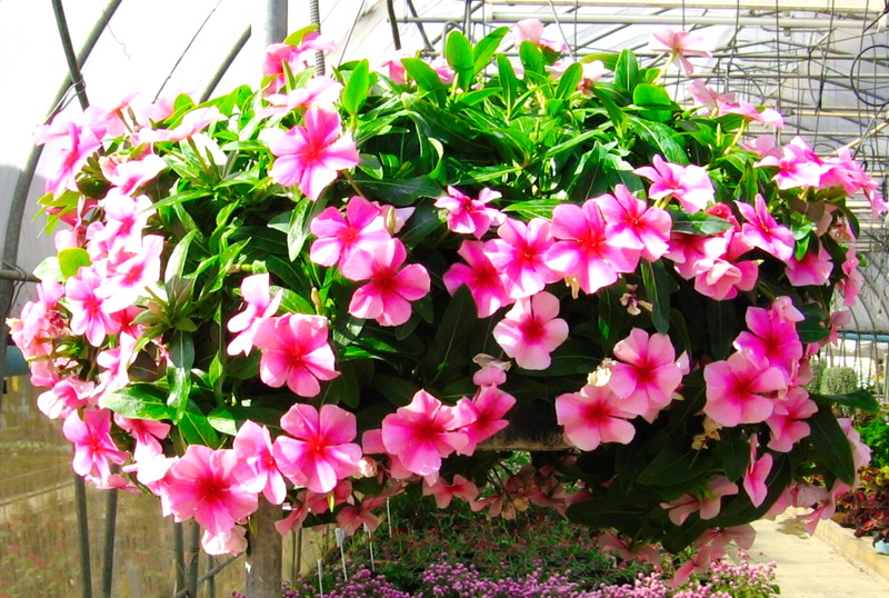 hortikultura.mk_vinca_4